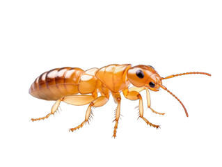 Termite isolated on transparent background, transparency image, removed background