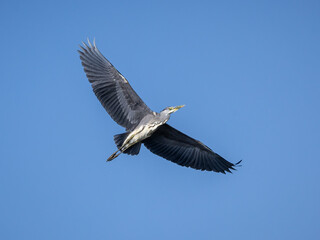 Fototapeta na wymiar Grey heron (Ardea cinerea).