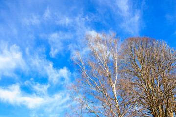 The branches of a birch tree in spring against the background of a blue sky with light clouds