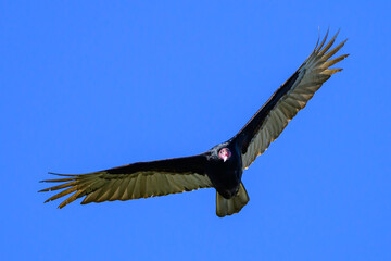 Vulture flying with open wings and staring at its prey