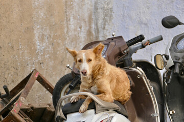 Portrait of a feral dog in Ahmedabad, India