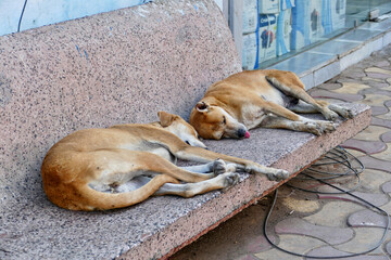 Portrait of a feral dogs in Ahmedabad, India