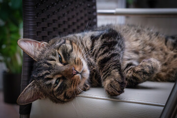 a gray tabby house cat lies comfortably on a chair