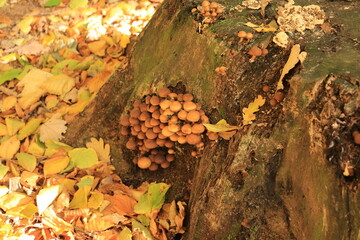 Schöner Herbsttag in den Wäldern bei Hohnstein in der Sächsischen Schweiz	