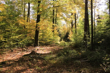 Schöner Herbsttag in den Wäldern bei Hohnstein in der Sächsischen Schweiz	