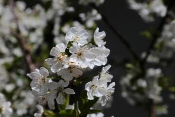 detailaufnahme einer Apfelblüte im Frühling