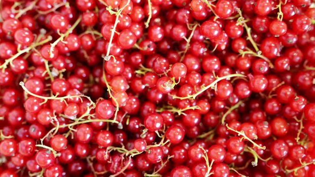 circular motion: red currant