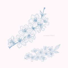 Sakura flower tree branches. Floral clipart. Botanical art - 755953833