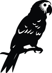 Fototapeta premium Africangrayparrot silhouette