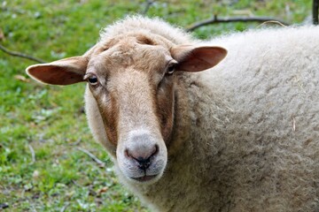 Portrait of a sheep on a meadow
