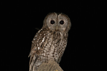 Cárabo Strix aluco