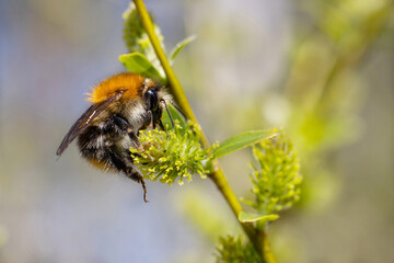  The Bumblebee on a flowering willow. Bombus hypnorum.