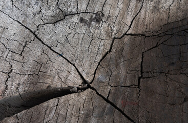 tree cut close up background wallpaper