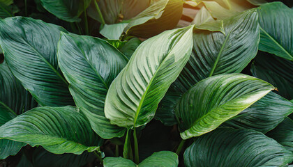 leaves of spathiphyllum cannifolium in the garden abstract green texture nature dark tone background tropical leaf - obrazy, fototapety, plakaty