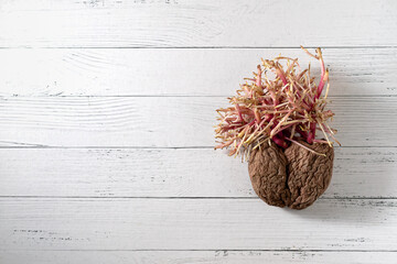 Old sprouted potatoes. Potatoes sprouted in the shape of a human heart with curved roots placed on a wooden table on a white background. Place for text