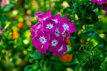 flowers in the garden