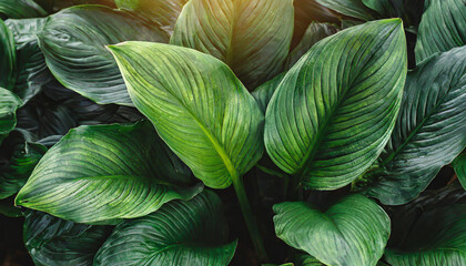 leaves of spathiphyllum cannifolium in the garden abstract green texture nature dark tone...
