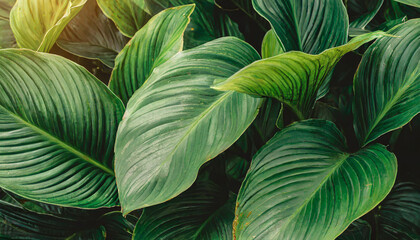 leaves of spathiphyllum cannifolium in the garden abstract green texture nature dark tone background tropical leaf