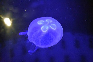 Moon Jellyfish In Aquarium