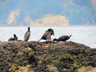 gaviotas en caleta Tumbes