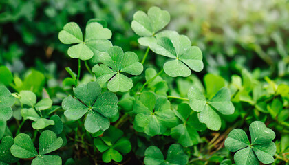 Fototapeta na wymiar Lucky Irish Four Leaf Clover in the Field for St. Patricks Day background with copy space.