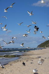 Group of seagulls flying over the water of the Baltic Sea on a background of blue sky, Miedzyzdroje, Poland