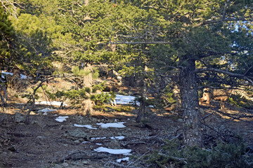 Deer in Colorado Pine Forest