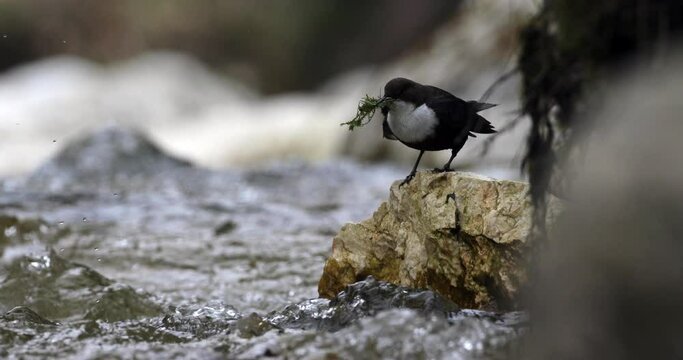 4k movie of White-throated dipper, cinclus cinclus, flies over a mountain river and sits on a rock in fast flowing river then flying away in the water.
