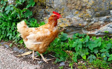 Red chicken on a rural background in Taborno village, Anaga, Tenerife, Canary Islands, Spain.Ginger hen.Gallus gallus domesticus.