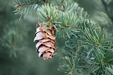 Pinecones in the Branches
