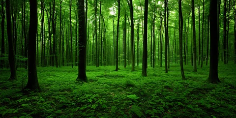 Foto op Plexiglas A thick forest teeming with a variety of trees creating a lush green landscape © JVLMediaUHD