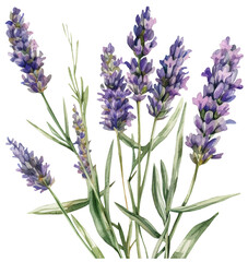 91Watercolor illustration of lavender flower. Transparent background, png