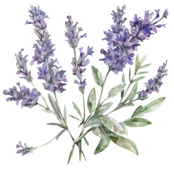 Watercolor illustration of lavender flower. Transparent background, png