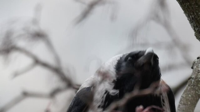 crow screams blinking its eyes, close-up slow motion