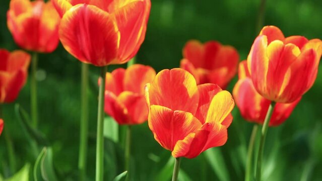 Many yellow red tulips grow on a flower bed in a city park