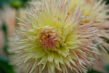 Close up of a yellow Dahlia flower. Flower background