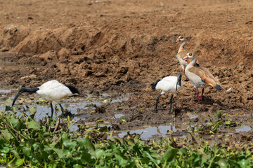 African Sacred Ibis (Threskiornis aethiopicus) and Egyptian goose (Alopochen aegyptiacus)