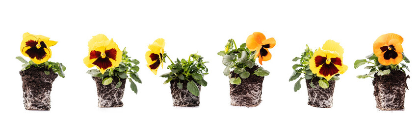 Yellow pansy with roots and soil on white background