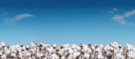 A beautiful landscape painting depicting a field of cotton under a blue sky with fluffy white clouds, creating a serene and peaceful atmosphere - obrazy, fototapety, plakaty