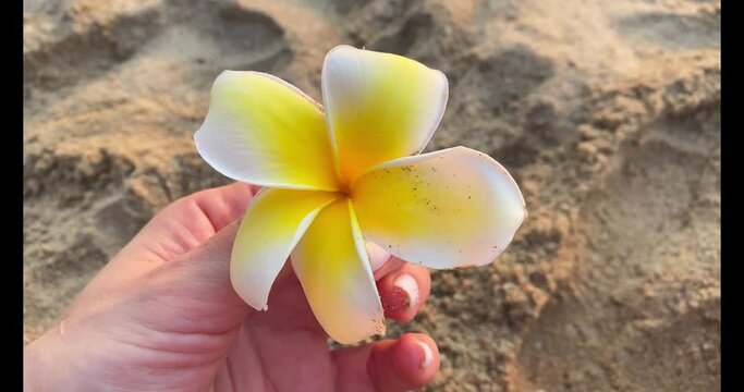 Plumeria exotic flower in a woman's hand

