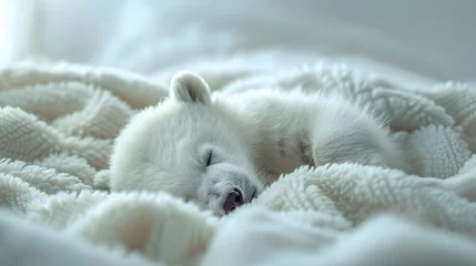 Foto op Plexiglas Sleeping White Samoyed Puppy on a Cozy Knitted Blanket © John