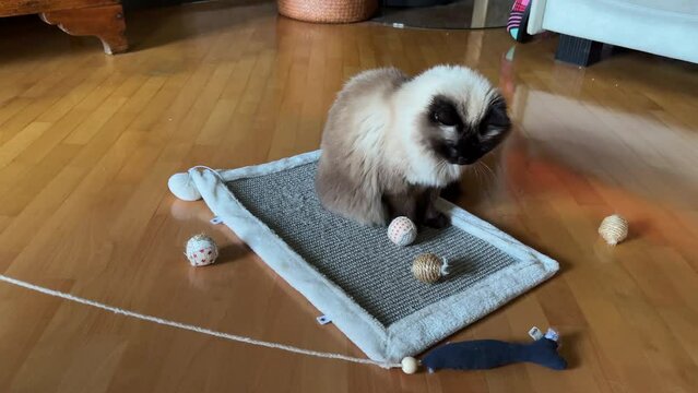 beautiful fluffy cat ignores cat toy 