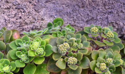 Aichryson laxum or Tree of Love, Mice Ears, Zhila  succulent plant Crassulaceae family growing  in...