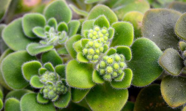 Aichryson laxum or Tree of Love, Mice Ears, Zhila  succulent plant Crassulaceae family growing  in Tenerife. Gongarillo canario endemic to Canary Islands.Selective focus.