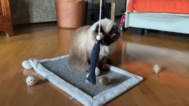 beautiful fluffy cat ignores cat toy 