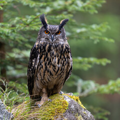 Eurasian Eagle-owl, Bubo Bubo in Bohemian-Moravian Highlands. Staring at you.