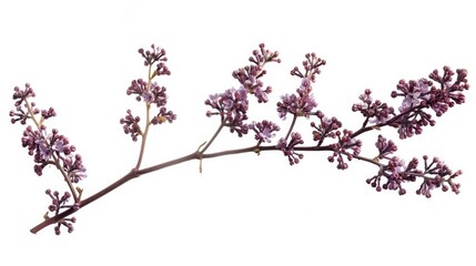 Fototapeta premium Branch of lilac flowers against white backdrop, perfect for spring concepts.