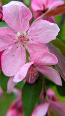 Pink flowers of decorative apple tree crooked plan. Macro photo