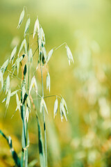 Green oat steam on sunny summer background - 755980484