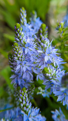 Beautiful blue wild flowers Polygala amara